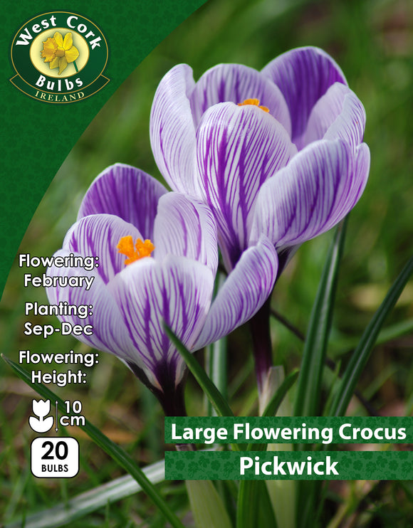 Large Flowering Crocus Pickwick - Green's of Ireland Online Garden Shop. Crocus, West Cork Bulbs, Daffodil Bulbs, Tulip Bulbs, Crocus Bulbs, Autumn Bulbs, Bulbs, Cheap Bulbs