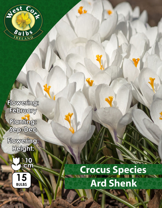 Crocus Species Ard Shenk - Green's of Ireland Online Garden Shop. Crocus, West Cork Bulbs, Daffodil Bulbs, Tulip Bulbs, Crocus Bulbs, Autumn Bulbs, Bulbs, Cheap Bulbs
