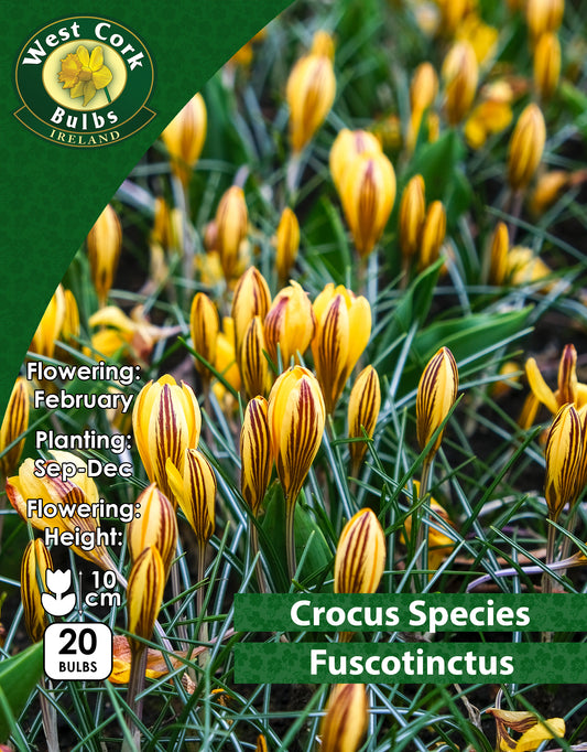 Crocus Species Fuscotinctus - Green's of Ireland Online Garden Shop. Crocus, West Cork Bulbs, Daffodil Bulbs, Tulip Bulbs, Crocus Bulbs, Autumn Bulbs, Bulbs, Cheap Bulbs