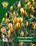 Crocus Species Fuscotinctus - Green's of Ireland Online Garden Shop. Crocus, West Cork Bulbs, Daffodil Bulbs, Tulip Bulbs, Crocus Bulbs, Autumn Bulbs, Bulbs, Cheap Bulbs