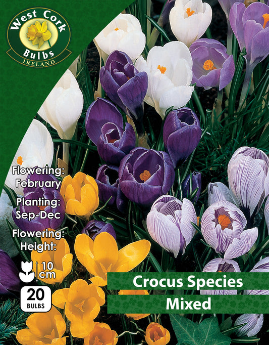Crocus Species Mixed - Green's of Ireland Online Garden Shop. Crocus, West Cork Bulbs, Daffodil Bulbs, Tulip Bulbs, Crocus Bulbs, Autumn Bulbs, Bulbs, Cheap Bulbs