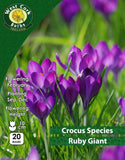 Crocus Species Ruby Giant - Green's of Ireland Online Garden Shop. Crocus, West Cork Bulbs, Daffodil Bulbs, Tulip Bulbs, Crocus Bulbs, Autumn Bulbs, Bulbs, Cheap Bulbs