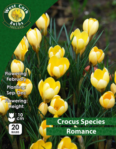 Crocus Species Romance - Green's of Ireland Online Garden Shop. Crocus, West Cork Bulbs, Daffodil Bulbs, Tulip Bulbs, Crocus Bulbs, Autumn Bulbs, Bulbs, Cheap Bulbs