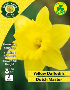 Yellow Daffodils Dutch Master - Green's of Ireland Online Garden Shop. Flower Bulbs, West Cork Bulbs, Daffodil Bulbs, Tulip Bulbs, Crocus Bulbs, Autumn Bulbs, Bulbs, Cheap Bulbs