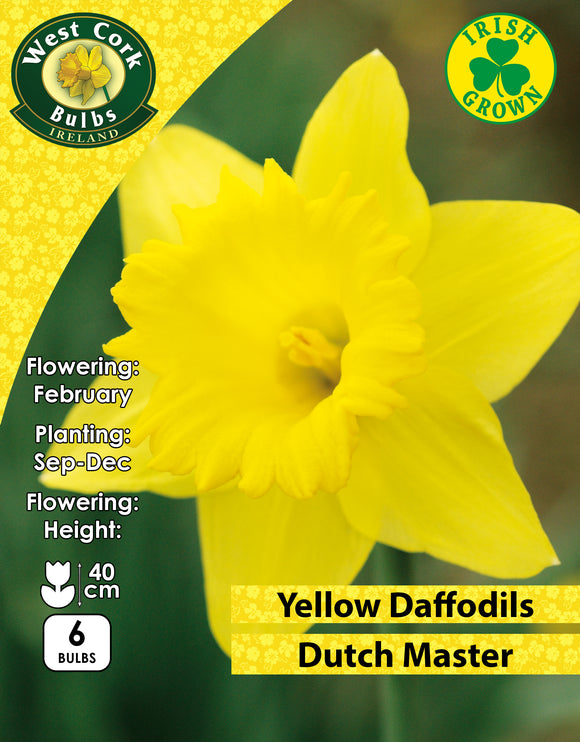 Yellow Daffodils Dutch Master - Green's of Ireland Online Garden Shop. Flower Bulbs, West Cork Bulbs, Daffodil Bulbs, Tulip Bulbs, Crocus Bulbs, Autumn Bulbs, Bulbs, Cheap Bulbs