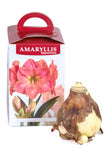 Amaryllis Double Dream - Green's of Ireland Online Garden Shop.  Amaryllis, West Cork Bulbs, Daffodil Bulbs, Tulip Bulbs, Crocus Bulbs, Autumn Bulbs, Bulbs, Cheap Bulbs