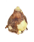 Amaryllis Double Dream - Green's of Ireland Online Garden Shop.  Amaryllis, West Cork Bulbs, Daffodil Bulbs, Tulip Bulbs, Crocus Bulbs, Autumn Bulbs, Bulbs, Cheap Bulbs