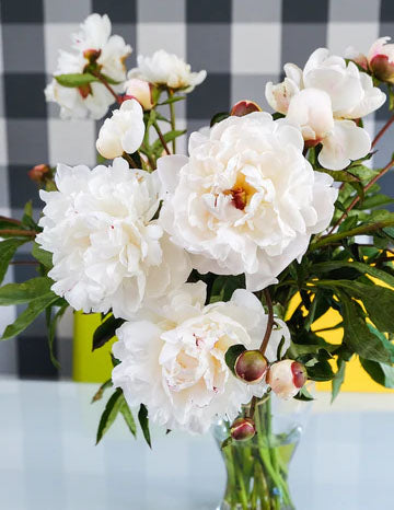 Peony Cut flower 'Festiva Maxima' Bouquet