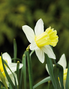 Daffodils Finland - Green's of Ireland Online Garden Shop.  Flower Bulbs, West Cork Bulbs, Daffodil Bulbs, Tulip Bulbs, Crocus Bulbs, Autumn Bulbs, Bulbs, Cheap Bulbs