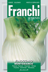 Fennel ‘Montebianco’  - Green's of Ireland Online Garden Shop.  Vegetable Seeds, Franchi, Daffodil Bulbs, Tulip Bulbs, Crocus Bulbs, Autumn Bulbs, Bulbs, Cheap Bulbs