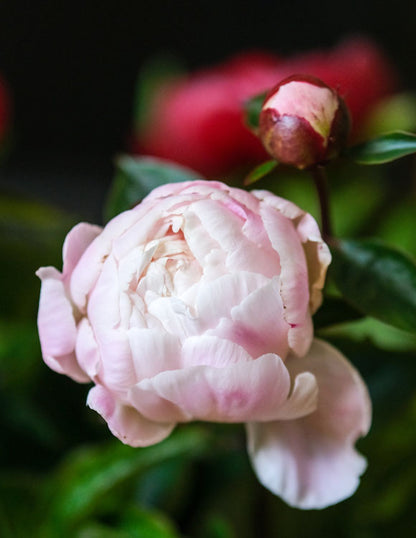 Peony Cut Flower Gardenia Irish Grown bouquet - Green's of Ireland Online Garden Shop.  Cut Flowers, Killowen Orchard, Daffodil Bulbs, Tulip Bulbs, Crocus Bulbs, Autumn Bulbs, Bulbs, Cheap Bulbs