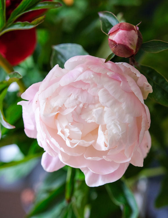 Peony Cut Flower Gardenia Irish Grown bouquet - Green's of Ireland Online Garden Shop.  Cut Flowers, Killowen Orchard, Daffodil Bulbs, Tulip Bulbs, Crocus Bulbs, Autumn Bulbs, Bulbs, Cheap Bulbs