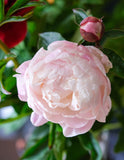 Peony Cut Flower Gardenia Irish Grown bouquet