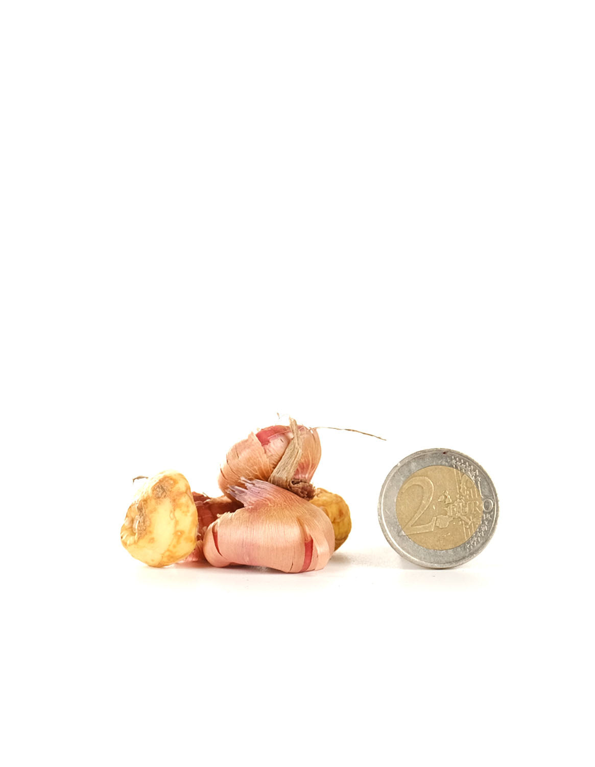 Dwarf Gladioli Mixed - Green's of Ireland Online Garden Shop.  Flower Bulbs, West Cork Bulbs, Daffodil Bulbs, Tulip Bulbs, Crocus Bulbs, Autumn Bulbs, Bulbs, Cheap Bulbs