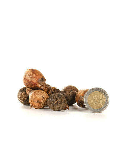 Habrantus Robustus 'Rain Lily' - Green's of Ireland Online Garden Shop.  Flower Bulbs, West Cork Bulbs, Daffodil Bulbs, Tulip Bulbs, Crocus Bulbs, Autumn Bulbs, Bulbs, Cheap Bulbs