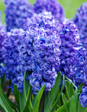 Hyacinth Delft Blue - Green's of Ireland Online Garden Shop. Hyacinth, West Cork Bulbs, Daffodil Bulbs, Tulip Bulbs, Crocus Bulbs, Autumn Bulbs, Bulbs, Cheap Bulbs