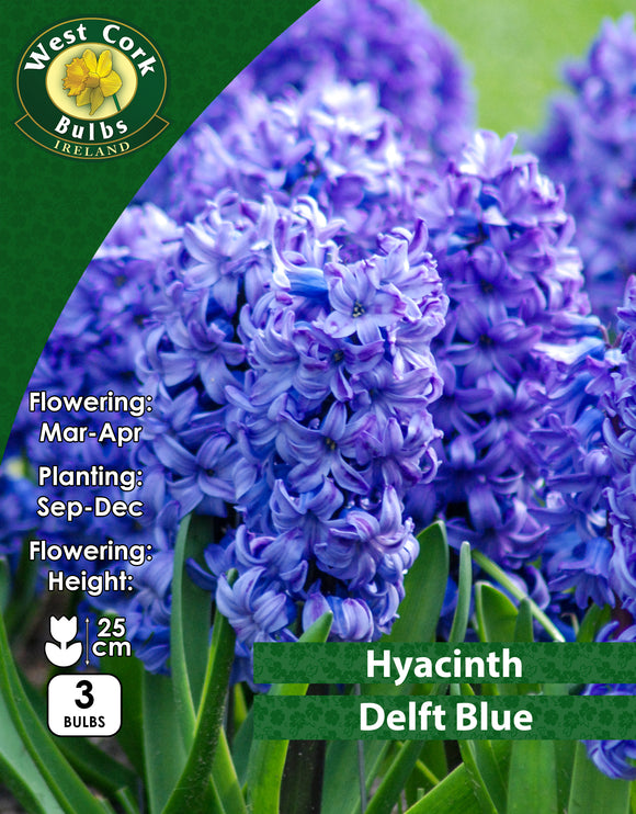 Hyacinth Delft Blue - Green's of Ireland Online Garden Shop. Hyacinth, West Cork Bulbs, Daffodil Bulbs, Tulip Bulbs, Crocus Bulbs, Autumn Bulbs, Bulbs, Cheap Bulbs