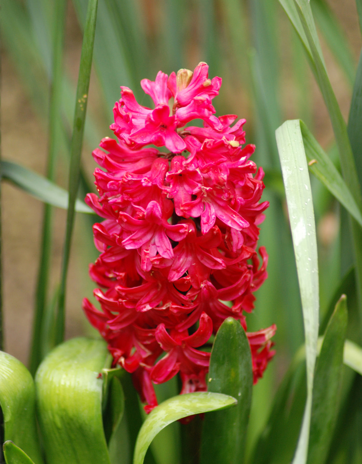 Hyacinth Jan Bos - Green's of Ireland Online Garden Shop. Hyacinth, West Cork Bulbs, Daffodil Bulbs, Tulip Bulbs, Crocus Bulbs, Autumn Bulbs, Bulbs, Cheap Bulbs