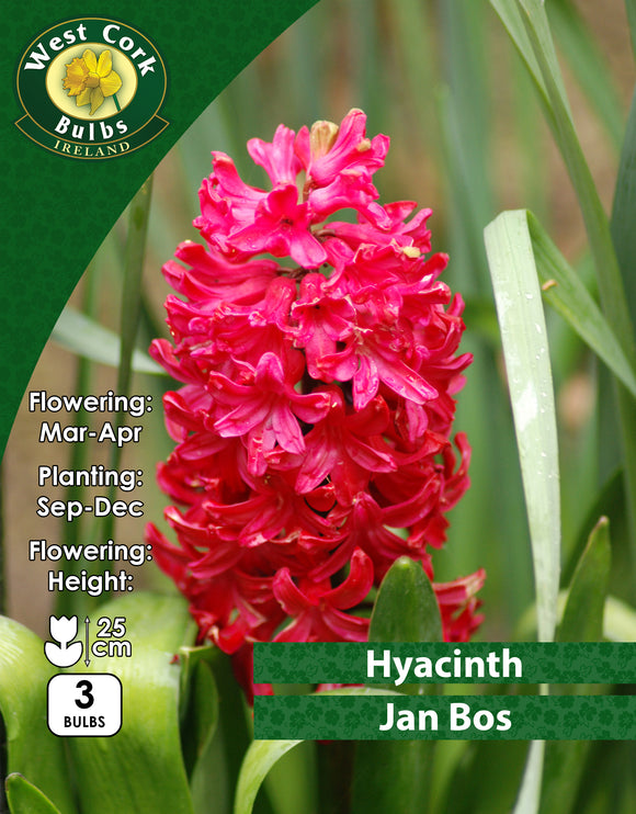 Hyacinth Jan Bos - Green's of Ireland Online Garden Shop. Hyacinth, West Cork Bulbs, Daffodil Bulbs, Tulip Bulbs, Crocus Bulbs, Autumn Bulbs, Bulbs, Cheap Bulbs
