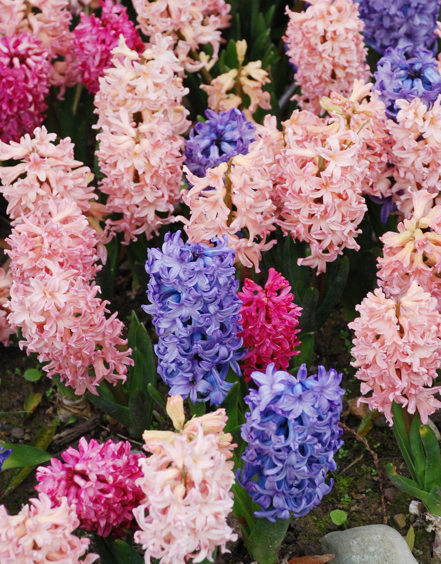 Hyacinth Mixed - Green's of Ireland Online Garden Shop. Hyacinth, West Cork Bulbs, Daffodil Bulbs, Tulip Bulbs, Crocus Bulbs, Autumn Bulbs, Bulbs, Cheap Bulbs