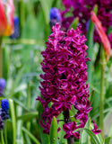Hyacinth Woodstock - Green's of Ireland Online Garden Shop. Hyacinth, West Cork Bulbs, Daffodil Bulbs, Tulip Bulbs, Crocus Bulbs, Autumn Bulbs, Bulbs, Cheap Bulbs