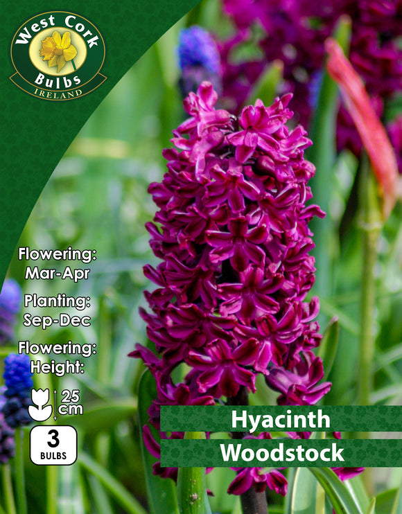 Hyacinth Woodstock - Green's of Ireland Online Garden Shop. Hyacinth, West Cork Bulbs, Daffodil Bulbs, Tulip Bulbs, Crocus Bulbs, Autumn Bulbs, Bulbs, Cheap Bulbs