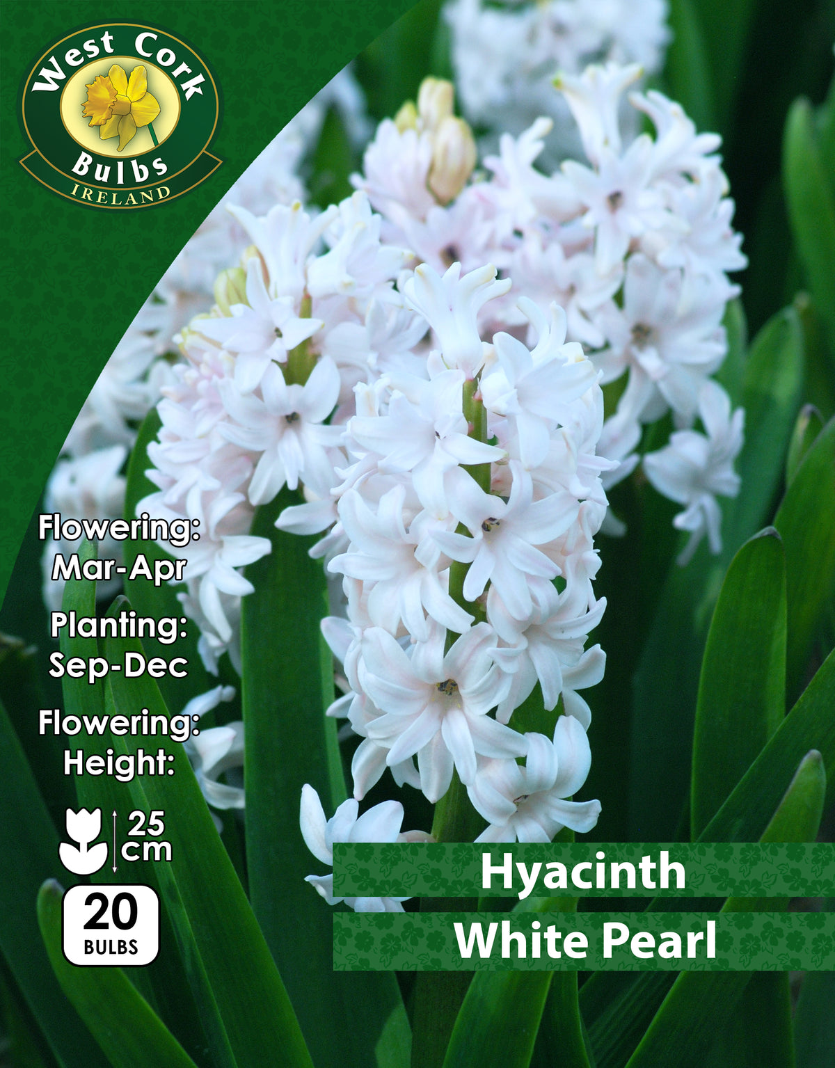 Hyacinth White Pearl - Green's of Ireland Online Garden Shop. Hyacinth, West Cork Bulbs, Daffodil Bulbs, Tulip Bulbs, Crocus Bulbs, Autumn Bulbs, Bulbs, Cheap Bulbs