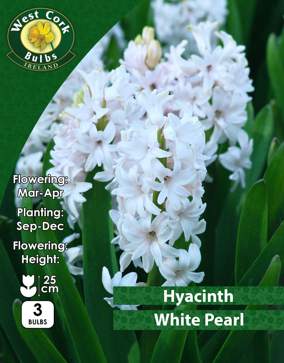 Hyacinth White Pearl - Green's of Ireland Online Garden Shop. Hyacinth, West Cork Bulbs, Daffodil Bulbs, Tulip Bulbs, Crocus Bulbs, Autumn Bulbs, Bulbs, Cheap Bulbs