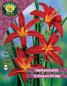 Hemerocallis 'Crimson Pirate'