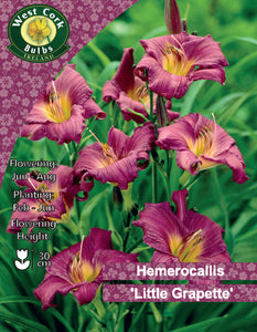 Hemerocallis "Little Grapette"