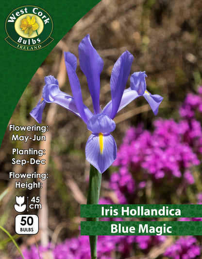 Iris Hollandica Blue Magic - Green's of Ireland Online Garden Shop. Iris, West Cork Bulbs, Daffodil Bulbs, Tulip Bulbs, Crocus Bulbs, Autumn Bulbs, Bulbs, Cheap Bulbs