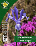Iris Hollandica Blue Magic - Green's of Ireland Online Garden Shop. Iris, West Cork Bulbs, Daffodil Bulbs, Tulip Bulbs, Crocus Bulbs, Autumn Bulbs, Bulbs, Cheap Bulbs