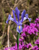 Iris Hollandica Blue Magic - Green's of Ireland Online Garden Shop. Iris, West Cork Bulbs, Daffodil Bulbs, Tulip Bulbs, Crocus Bulbs, Autumn Bulbs, Bulbs, Cheap Bulbs