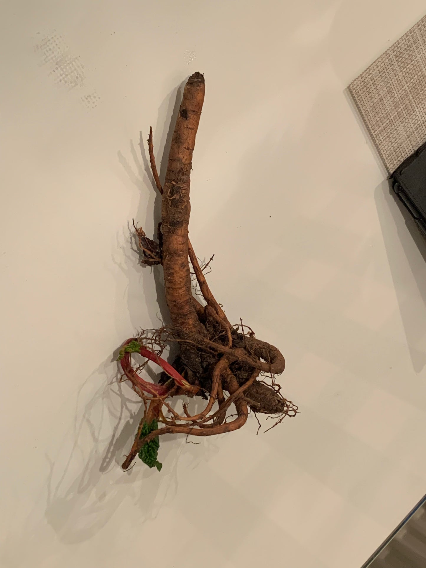 Rhubarb 'Holsteiner Blut'