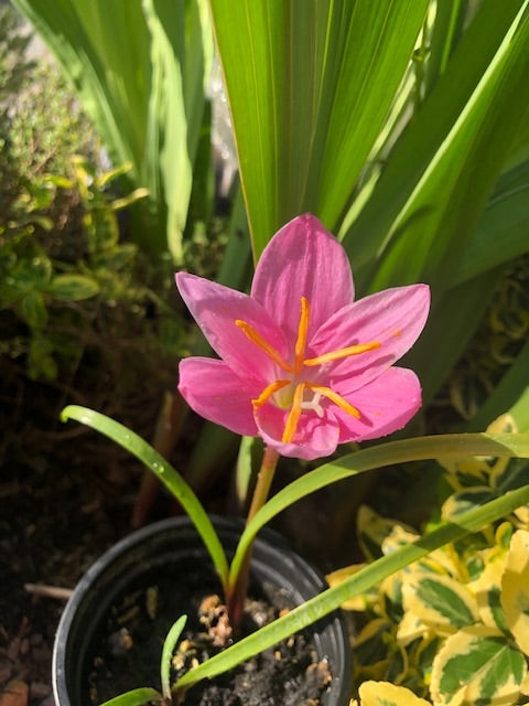 Habrantus Robustus 'Rain Lily' 10 Bulbs Pack - Green's of Ireland Online Garden Shop.  Flower Bulbs, Greens of Ireland, Daffodil Bulbs, Tulip Bulbs, Crocus Bulbs, Autumn Bulbs, Bulbs, Cheap Bulbs