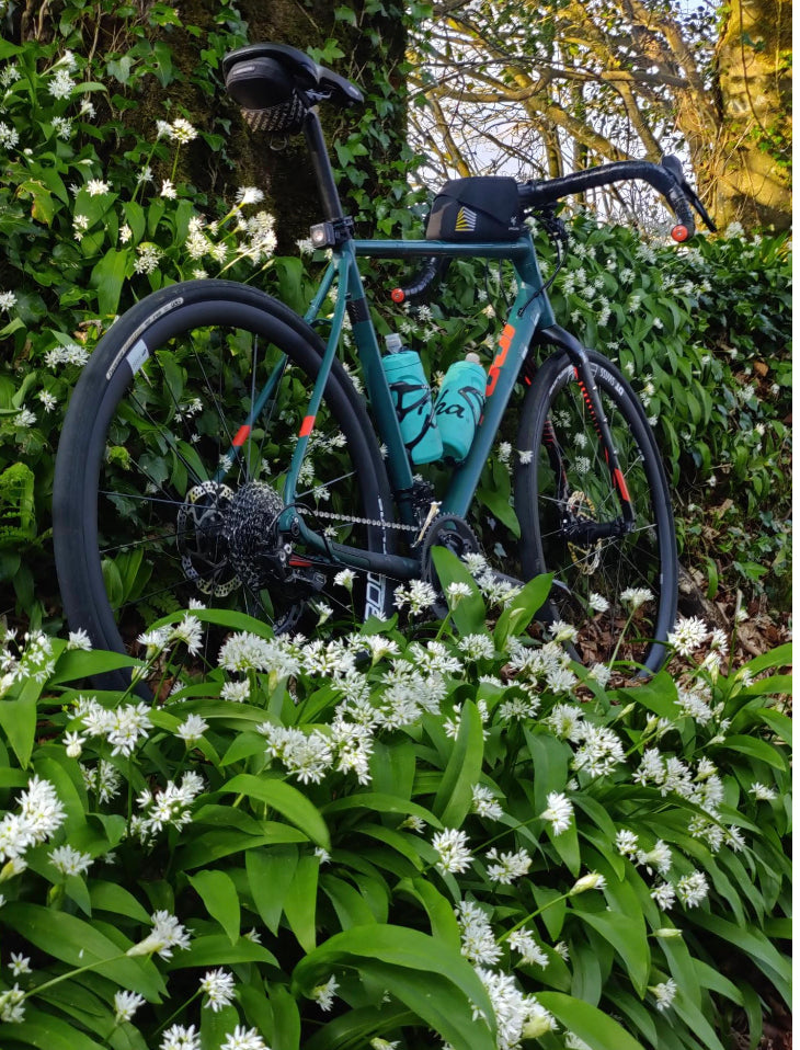 Allium Ursinum - WILD GARLIC - Green's of Ireland Online Garden Shop.  Allium, West Cork Bulbs, Daffodil Bulbs, Tulip Bulbs, Crocus Bulbs, Autumn Bulbs, Bulbs, Cheap Bulbs
