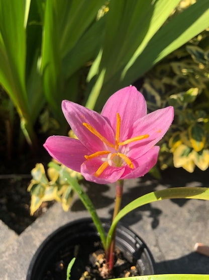 Habrantus Robustus 'Rain Lily' 10 Bulbs Pack - Green's of Ireland Online Garden Shop.  Flower Bulbs, Greens of Ireland, Daffodil Bulbs, Tulip Bulbs, Crocus Bulbs, Autumn Bulbs, Bulbs, Cheap Bulbs