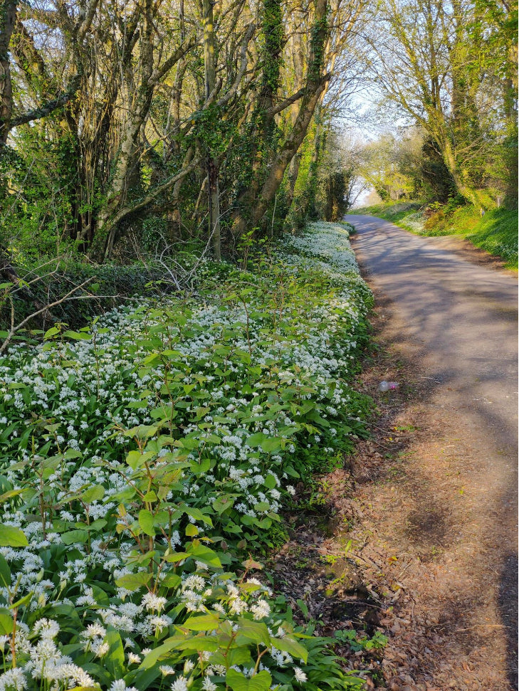 Allium Ursinum - WILD GARLIC - Green's of Ireland Online Garden Shop.  Allium, West Cork Bulbs, Daffodil Bulbs, Tulip Bulbs, Crocus Bulbs, Autumn Bulbs, Bulbs, Cheap Bulbs