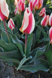 Dwarf Tulip Mary Ann - Green's of Ireland Online Garden Shop. Tulips, West Cork Bulbs, Daffodil Bulbs, Tulip Bulbs, Crocus Bulbs, Autumn Bulbs, Bulbs, Cheap Bulbs