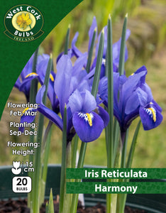 Iris Reticulata Harmony - Green's of Ireland Online Garden Shop. Iris, West Cork Bulbs, Daffodil Bulbs, Tulip Bulbs, Crocus Bulbs, Autumn Bulbs, Bulbs, Cheap Bulbs
