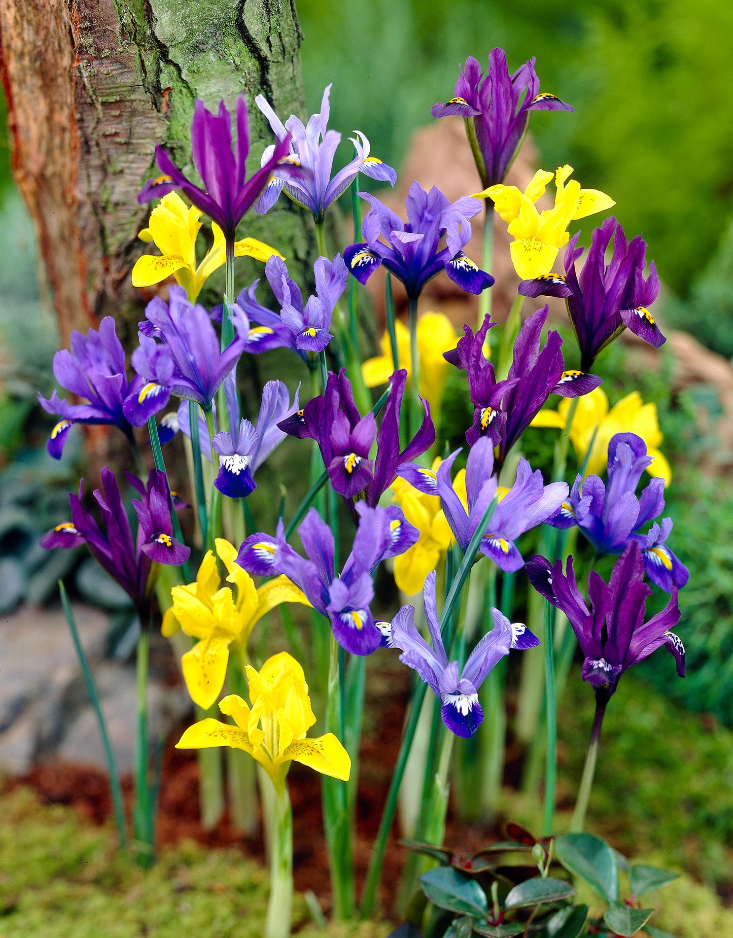 Iris Reticulata Mixed - Green's of Ireland Online Garden Shop. Iris, West Cork Bulbs, Daffodil Bulbs, Tulip Bulbs, Crocus Bulbs, Autumn Bulbs, Bulbs, Cheap Bulbs