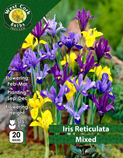 Iris Reticulata Mixed - Green's of Ireland Online Garden Shop. Iris, West Cork Bulbs, Daffodil Bulbs, Tulip Bulbs, Crocus Bulbs, Autumn Bulbs, Bulbs, Cheap Bulbs