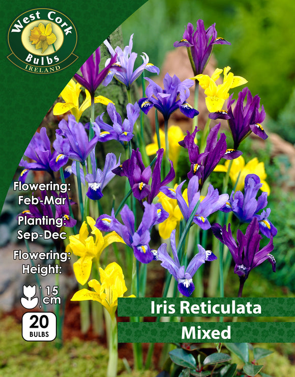 Iris Reticulata Mixed - Green's of Ireland Online Garden Shop. Iris, West Cork Bulbs, Daffodil Bulbs, Tulip Bulbs, Crocus Bulbs, Autumn Bulbs, Bulbs, Cheap Bulbs
