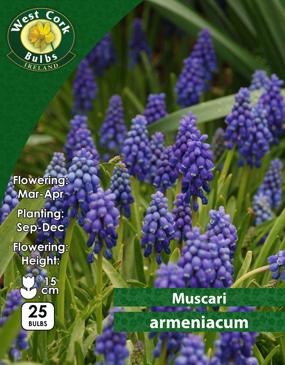 Muscari Armeniacum - Green's of Ireland Online Garden Shop. Muscari, West Cork Bulbs, Daffodil Bulbs, Tulip Bulbs, Crocus Bulbs, Autumn Bulbs, Bulbs, Cheap Bulbs