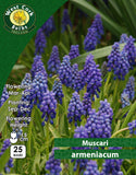 Muscari Armeniacum - Green's of Ireland Online Garden Shop. Muscari, West Cork Bulbs, Daffodil Bulbs, Tulip Bulbs, Crocus Bulbs, Autumn Bulbs, Bulbs, Cheap Bulbs