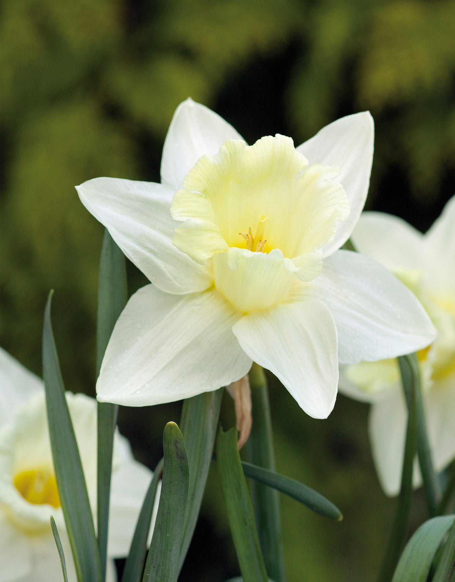 Daffodils Mount Hood - Green's of Ireland Online Garden Shop. Flower Bulbs, West Cork Bulbs, Daffodil Bulbs, Tulip Bulbs, Crocus Bulbs, Autumn Bulbs, Bulbs, Cheap Bulbs