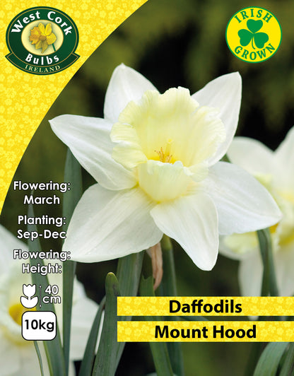Daffodils Mount Hood - Green's of Ireland Online Garden Shop. Flower Bulbs, West Cork Bulbs, Daffodil Bulbs, Tulip Bulbs, Crocus Bulbs, Autumn Bulbs, Bulbs, Cheap Bulbs