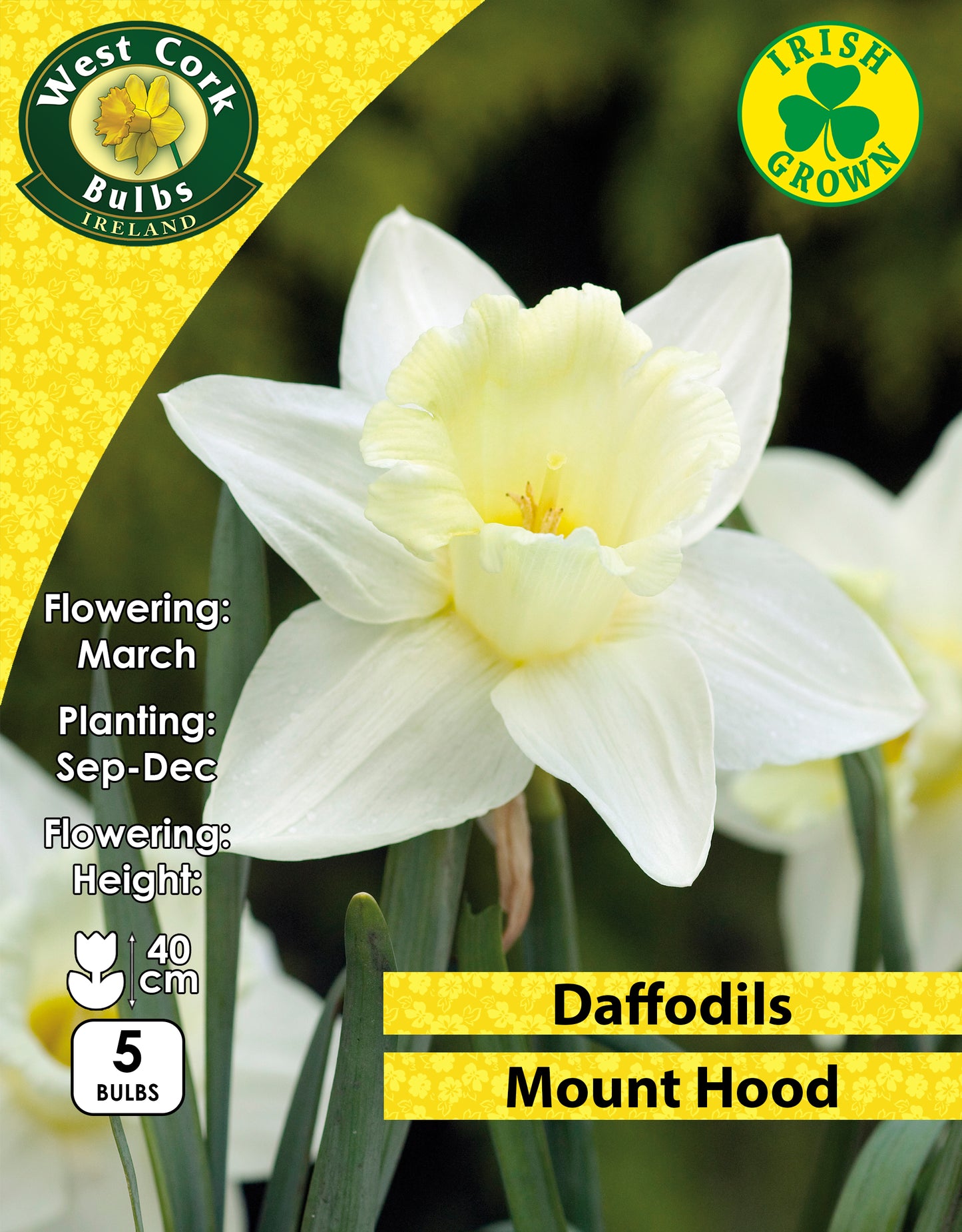 Daffodils Mount Hood - Green's of Ireland Online Garden Shop. Flower Bulbs, West Cork Bulbs, Daffodil Bulbs, Tulip Bulbs, Crocus Bulbs, Autumn Bulbs, Bulbs, Cheap Bulbs