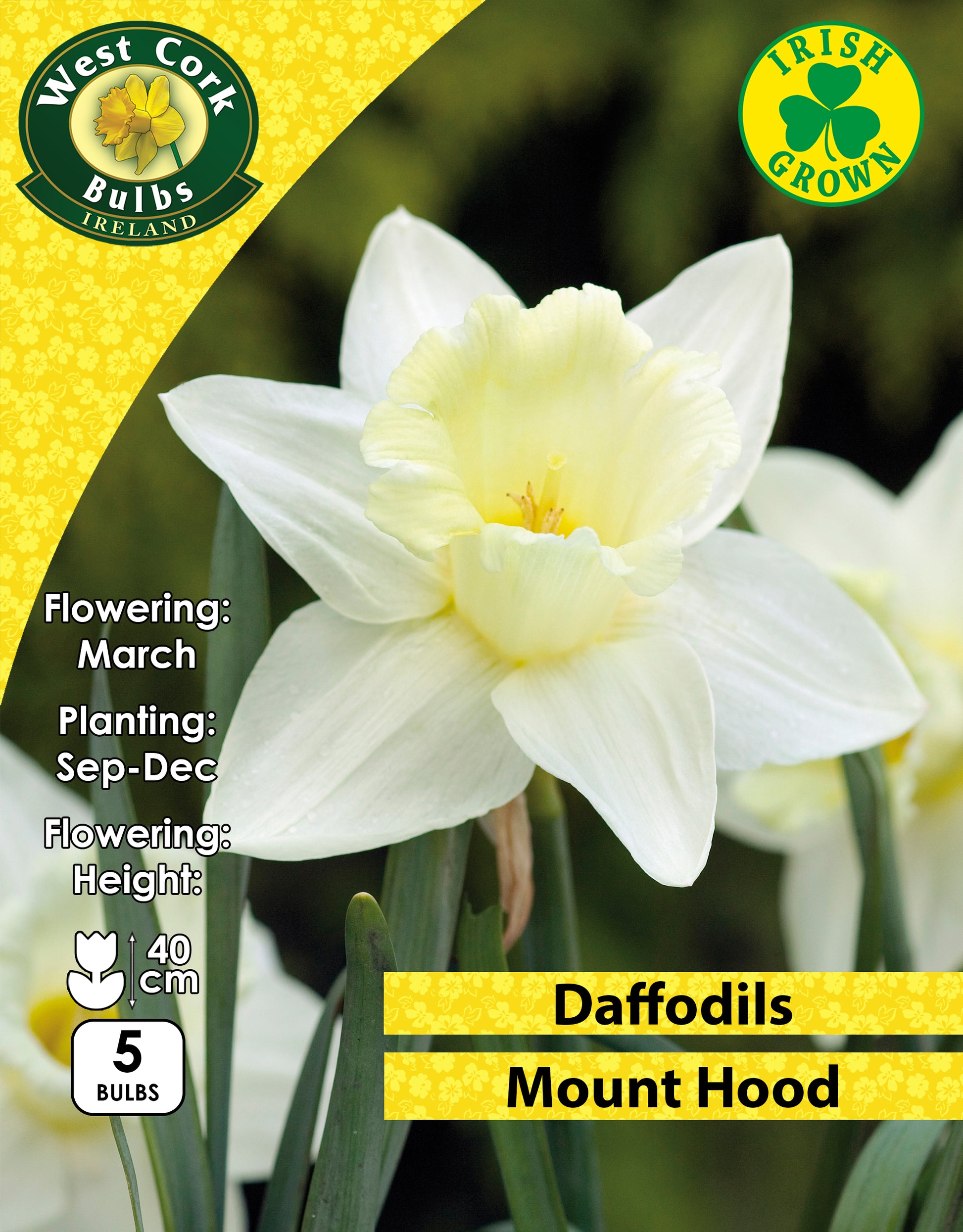 Daffodils Mount Hood - Green's of Ireland Online Garden Shop. Flower Bulbs, West Cork Bulbs, Daffodil Bulbs, Tulip Bulbs, Crocus Bulbs, Autumn Bulbs, Bulbs, Cheap Bulbs