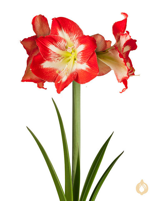 Amaryllis Apple Blossom